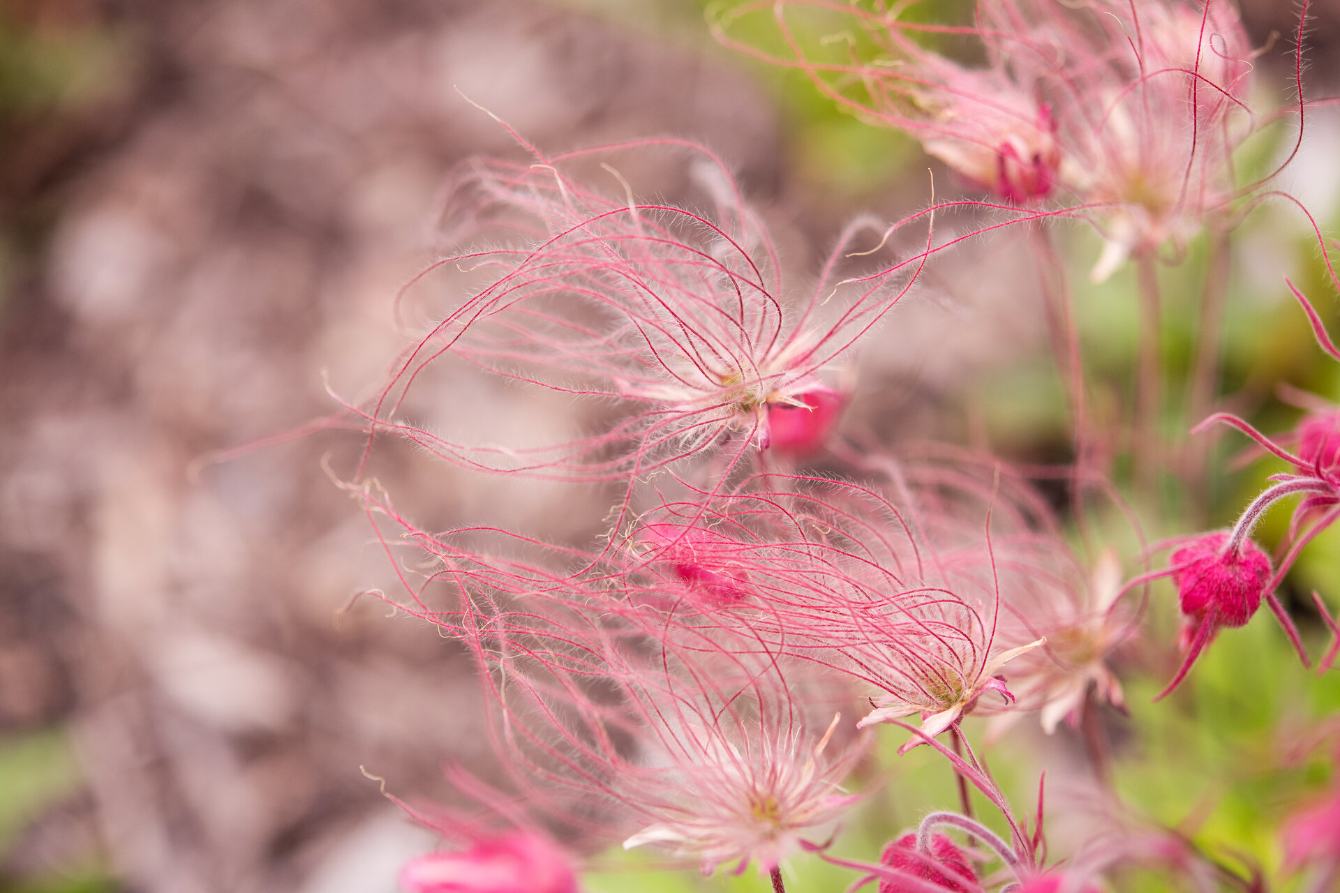 Geum triflorum